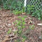 Abies balsamea Leaf