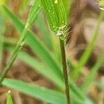 Rostraria cristata Φλοιός