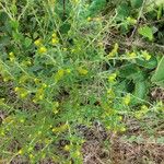 Solidago rugosa Flower