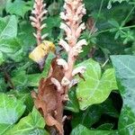 Orobanche hederae Habit