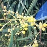 Acacia retinodes Flower