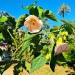 Callianthe picta Hábito