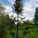 Cunninghamia lanceolata आदत