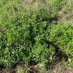 Solanum linnaeanum ശീലം