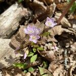 Claytonia caroliniana Floro