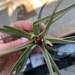 Tillandsia paucifolia Frunză