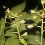 Cestrum reflexum Fruit