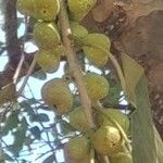 Ficus hispida फल