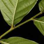 Hirtella trichotoma Лист