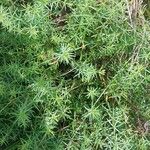 Galium maritimum Leaf