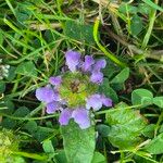 Prunella vulgaris Kvet