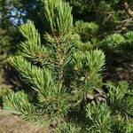 Pinus albicaulis Folha