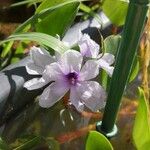 Eichhornia azurea Квітка