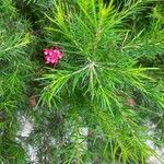 Grevillea rosmarinifolia 花