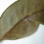 Tontelea coriacea Otro