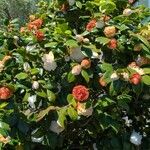 Camellia japonica Yaprak