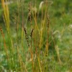 Carex myosuroides Fruit