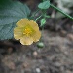Sida cordata Floare