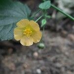 Sida cordata Flower