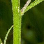 Erysimum rhaeticum Bark