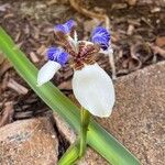 Trimezia gracilis Kwiat