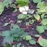 Anemone hybrida Λουλούδι