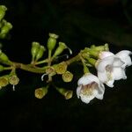 Adelobotrys adscendens Flower