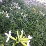 Saponaria officinalis Flower