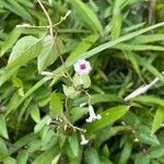 Paederia foetida Flower