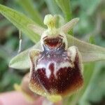 Ophrys × minuticauda Flower