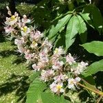 Aesculus indica Blomst