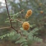 Acacia seyal Blüte