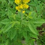 Baptisia sphaerocarpa Levél