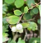 Symphoricarpos albus Hàbitat