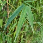 Phyllostachys aurea Folha