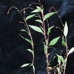 Persicaria pubescens