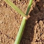 Melinis repens Leaf