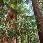 Sequoia sempervirensList