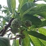 Annona squamosa Плод