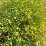 Senecio madagascariensis Flor