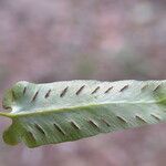 Asplenium sagittatum Ffrwyth