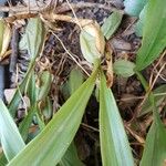 Coelogyne cristata Leaf