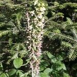 Epipactis purpurata عادت داشتن