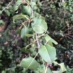 Pyrus bourgaeana Leaf