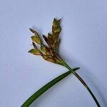 Carex ornithopoda Fruit