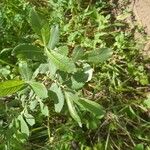 Salix cinerea Φύλλο