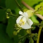Cardiospermum grandiflorum Fula