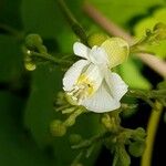 Cardiospermum grandiflorum Blüte