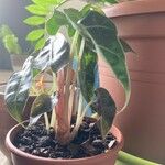 Alocasia longilobaপাতা