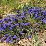 Lysimachia monelli Habit